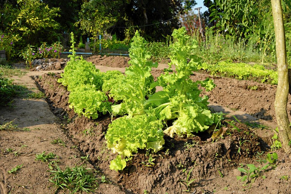 Stocklöpning pågår. Salladsplantan blommar och blir besk.