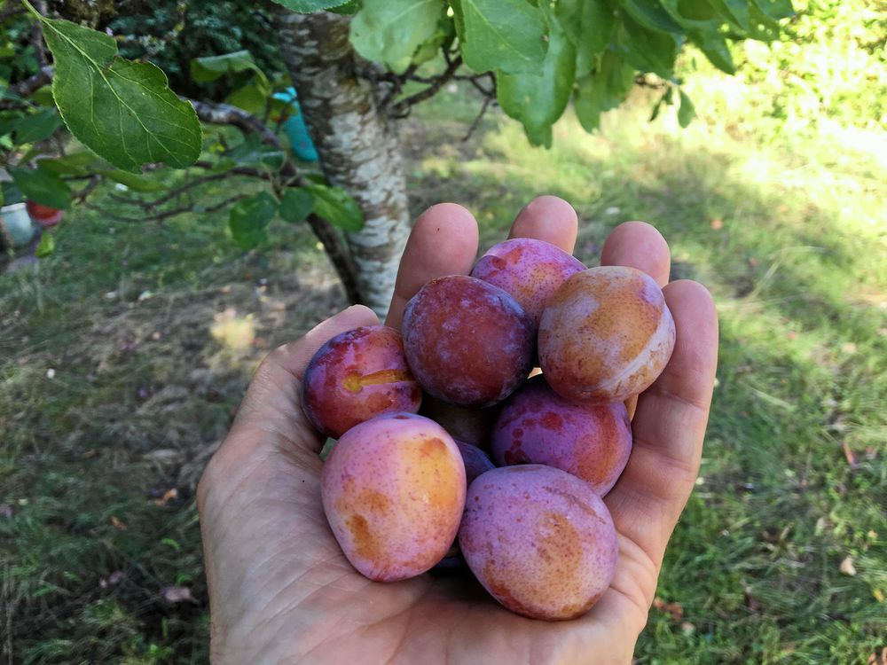 Efter tejpningen får man ha sina plommon i fred. Gott!