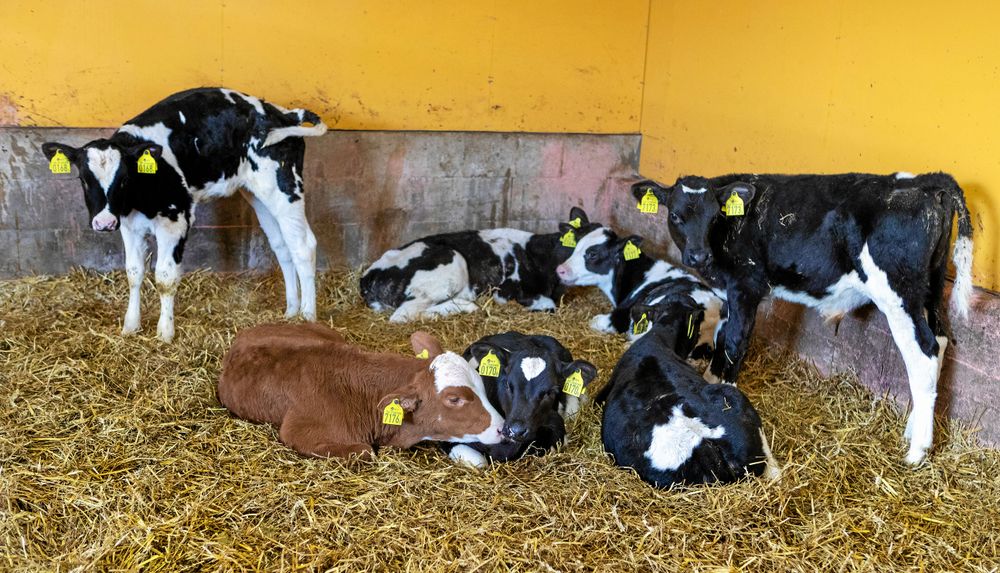 Kalvarna tillbringar sina första sex månader på Stommen i Luttra, sedan väntar kvighotellet hos grannen.