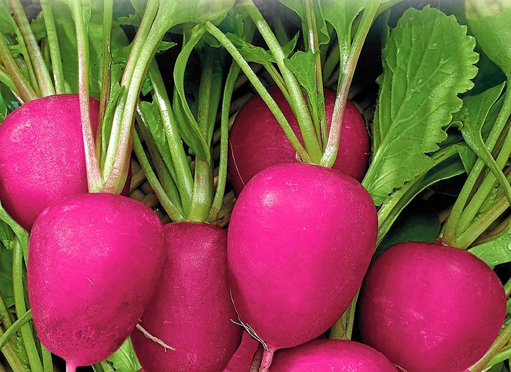 Rädisa ’Jutrzenka’ har en ovanlig rosa färg. Snabbväxande med en mild och god smak. Ät hela med smör eller hacka och strö över sallader, smörgåsar och soppor. Så direkt på friland vår och sensommar. .