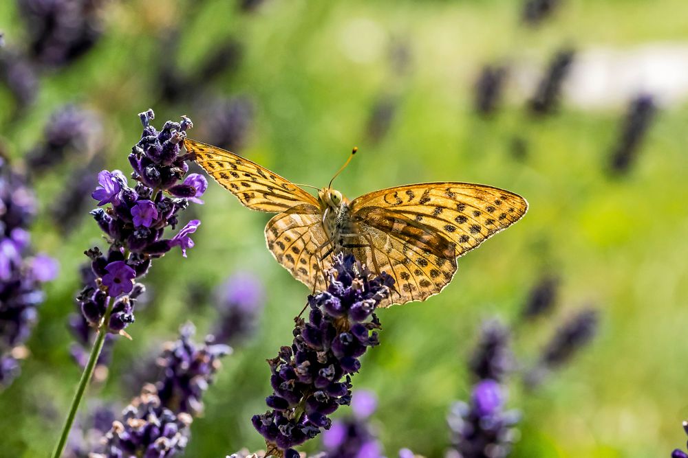 Forskare i Lund har upptäckt att stora fjärilars vingar kupas när de slås ihop. Det skapar ett lufttryck som gör vingslagen effektivare. På bilden en silverstreckad pärlemorfjäril.