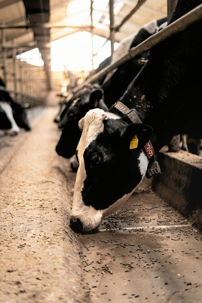 Ett stort Arvingarna-fan i väntan på konsert.