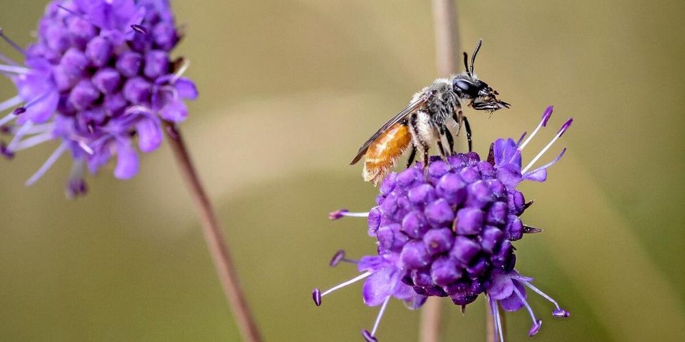 Vill du se ett guldsandbi ska du kika i en ängsvädd. Honan är lätt att känna igen på den orangea bakkroppen där bara första segmentet är svart.