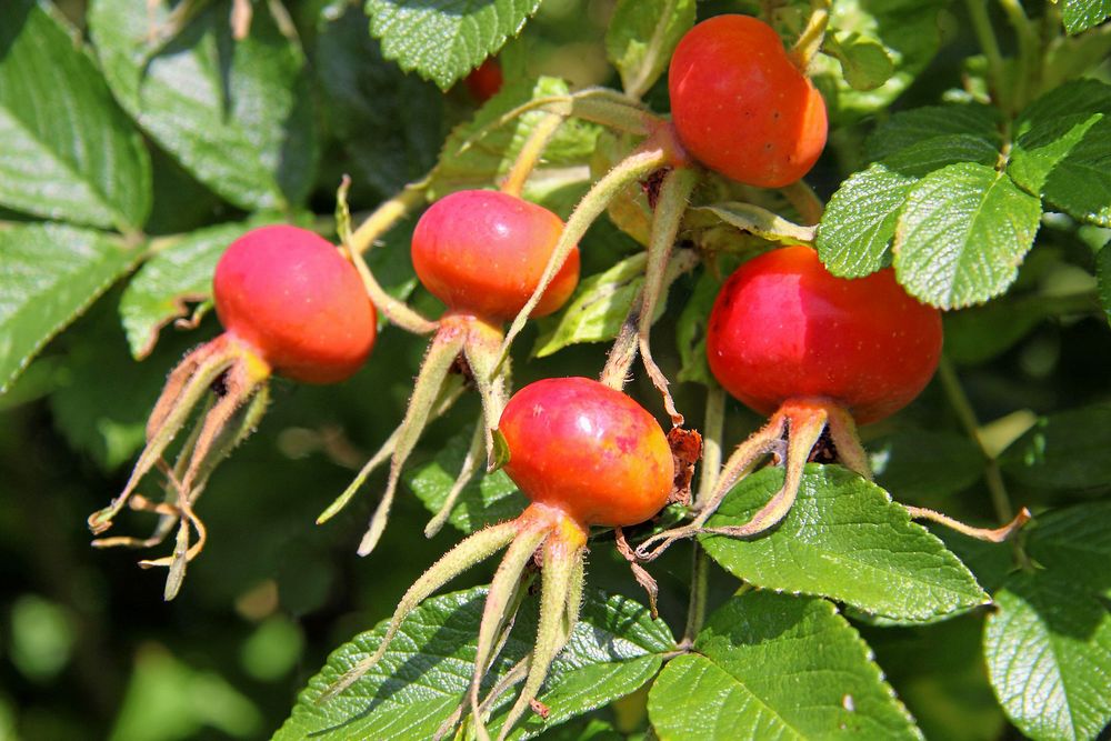 Nypon att blanda i musten.