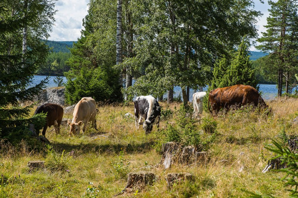 Marken ska betas av nötkreatur, får, get eller häst inom ett område som främst består av skog.
