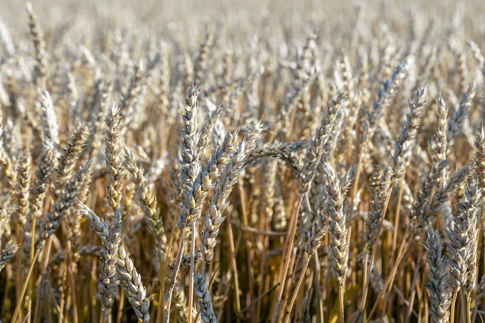 Spannmål, bra att forska på!