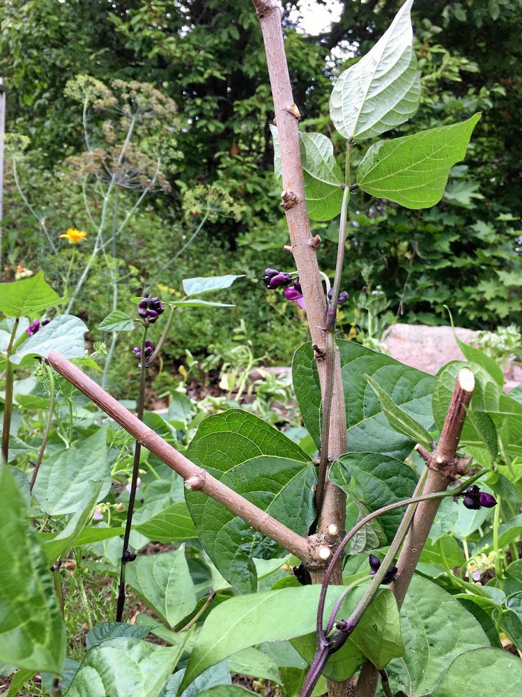 Raka grenar med klykorna kvar är perfekta växtstöd för bönor.