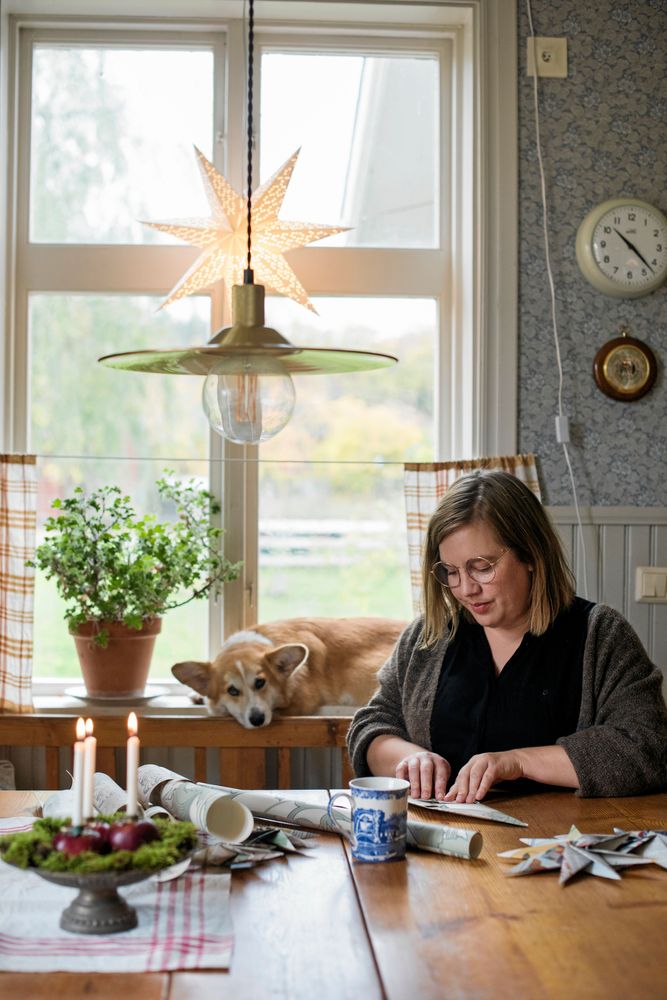 Fridfull stämning när Johanna klipper julstjärnor med hunden Albert vilandes bakom henne i fönstret.