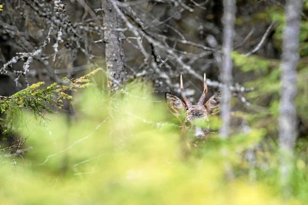RÅDJUR. Rådjuren finns ofta nära oss människor och visar sig på fält men i skogen är de duktiga på att dölja sig.
