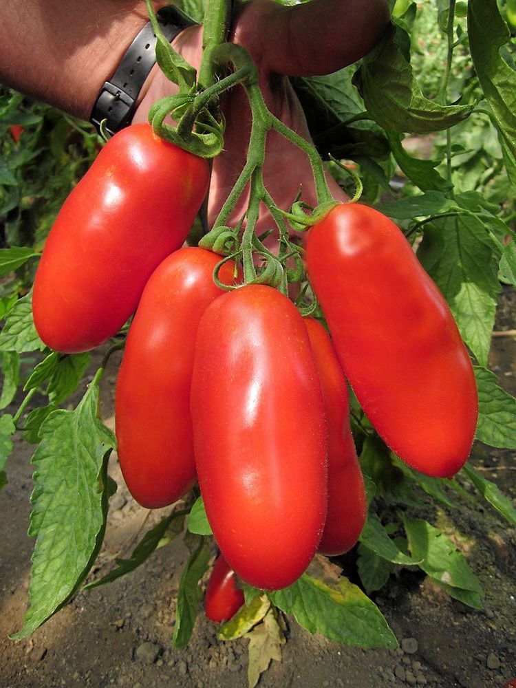 Tomat ’Bengala’ F1 passar i italienska maträtter.