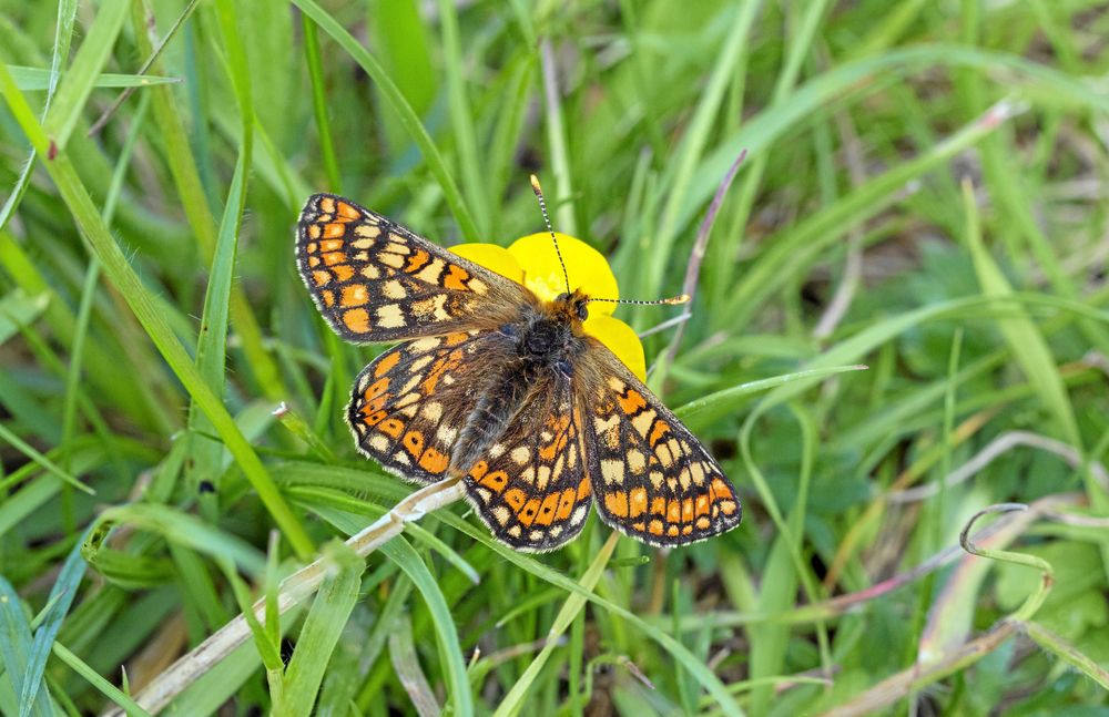 Väddnätfjärilen måste ha ängsvädd för att överleva.