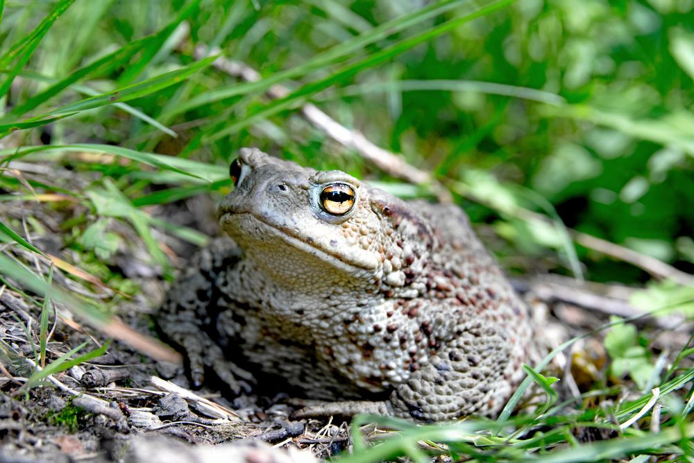 Paddan patrullerar sitt revir under natten. Den har extremt bra mörkerseende och kan troligen se färger även i nästan totalt mörker.