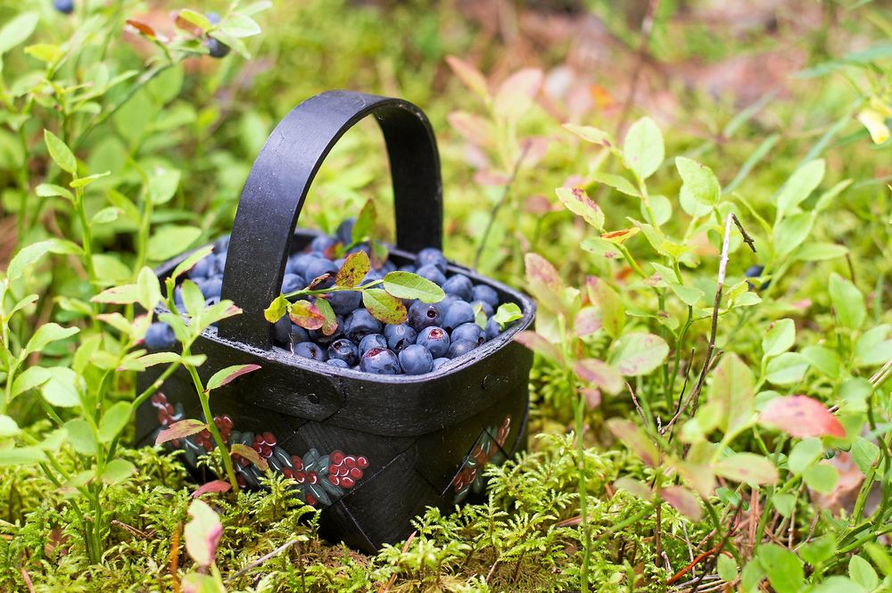 Flera vetenskapliga studier visar att blåbär är bra för hälsan.