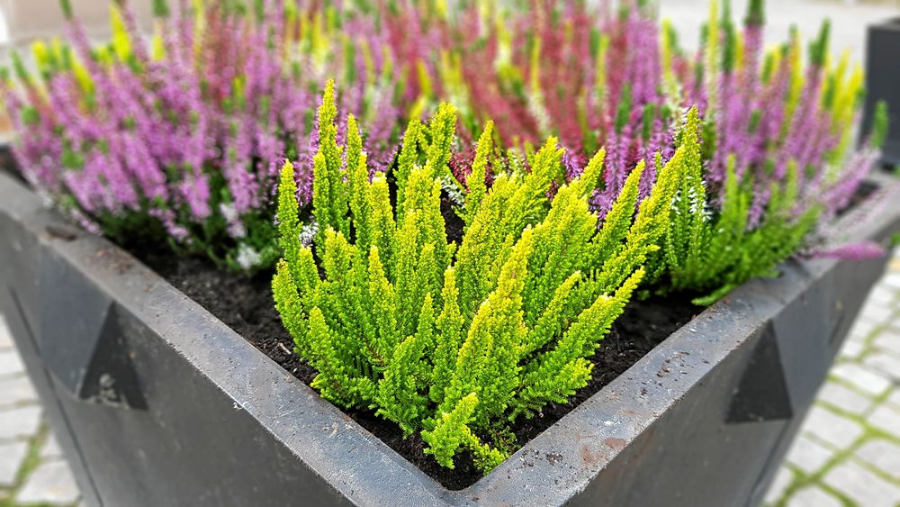 Garden Girls i flera färger.