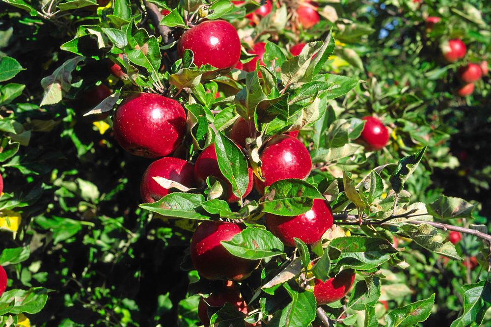 Ett gott egenodlat äpple, vem vill slänga det? Ingen!