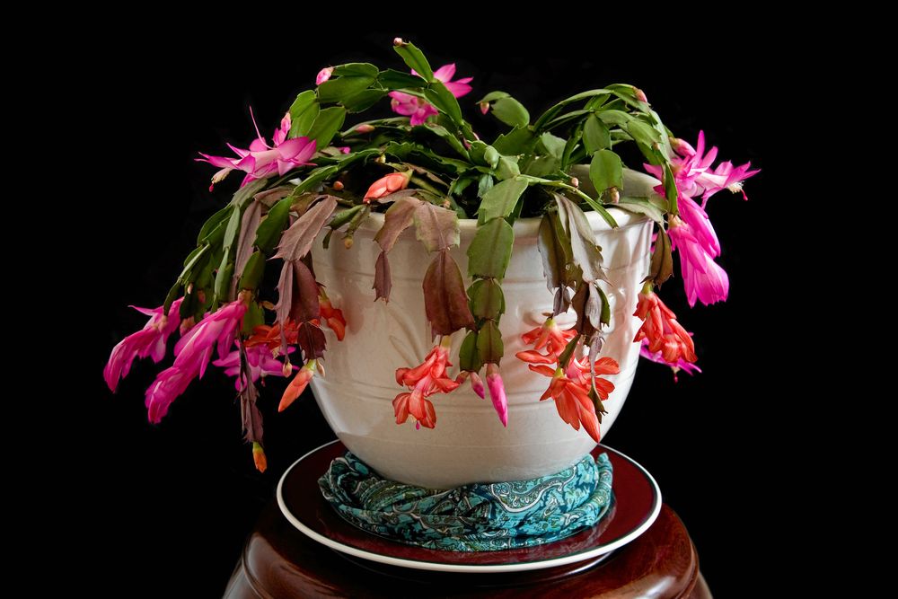 Den här novemberkaktusen mår inte bra. Kan den ha fått för mycket sol?