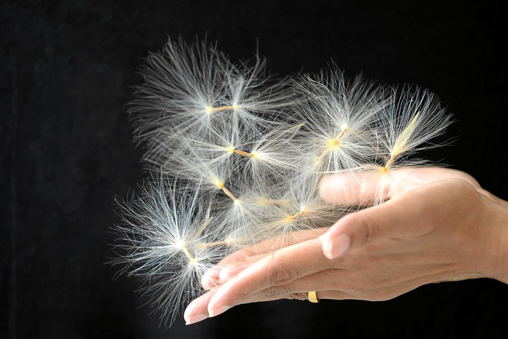 Dubbla tofsar får det lilla fröet att flyga. När det sås är det bara mitten som hamnar i jorden. Foto: IBL.