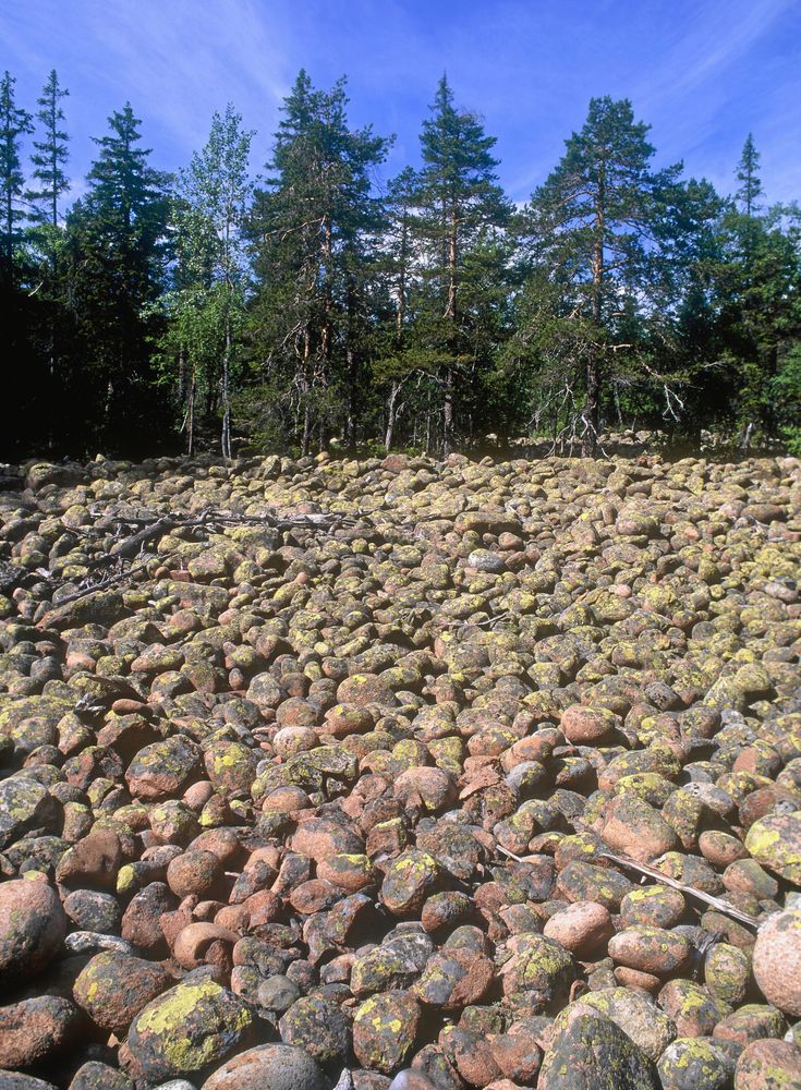 Istida klapperstensfält i Skuleskogens nationalpark, här orörda.