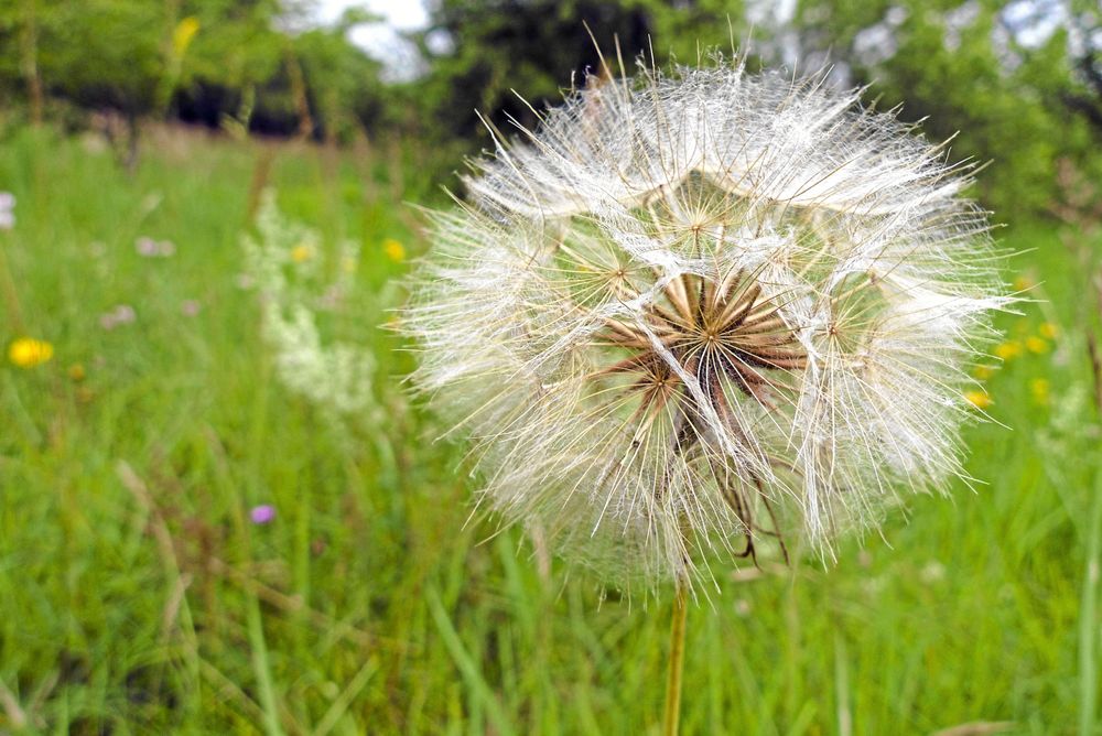 Raggig ängshaverrotsboll.