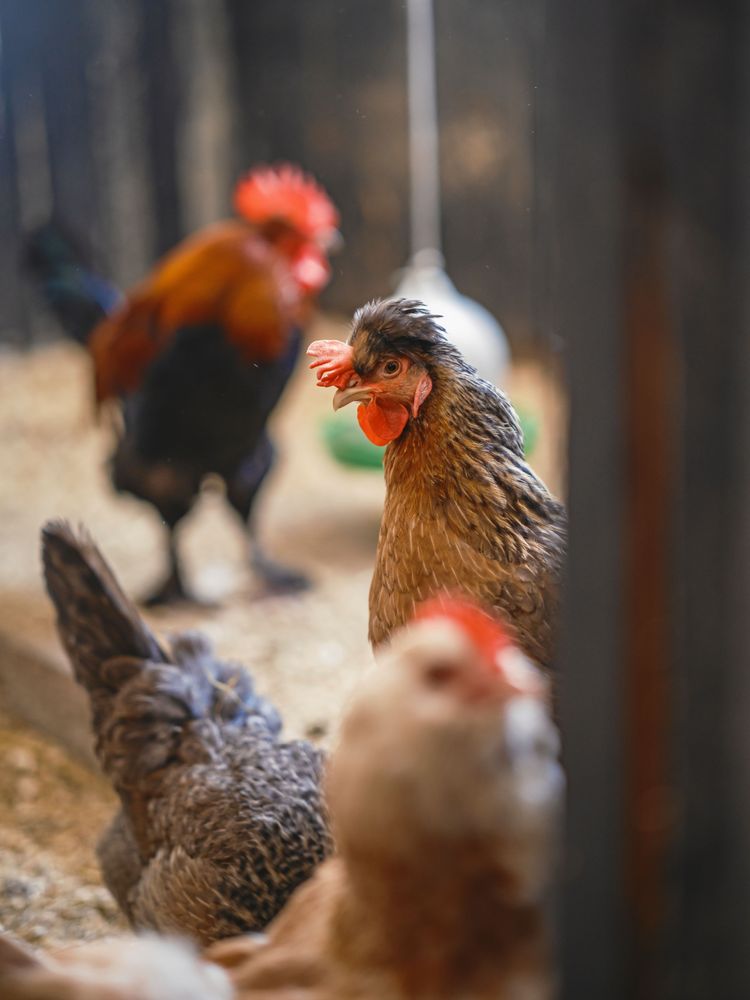 Parets lilla hönsflock håller sig inne i uthusets värme när det snö och kallt ute.