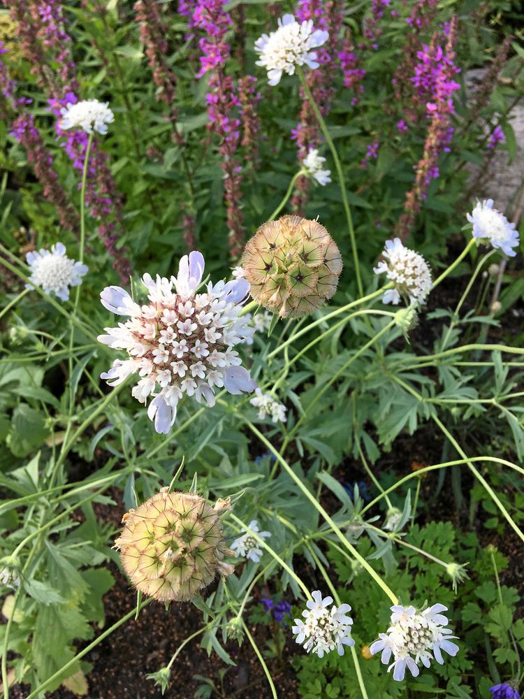 Väddar av alla slag är uppskattade av pollinerare.