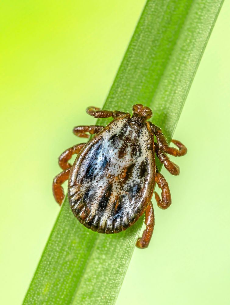 Brokig hundfästing.