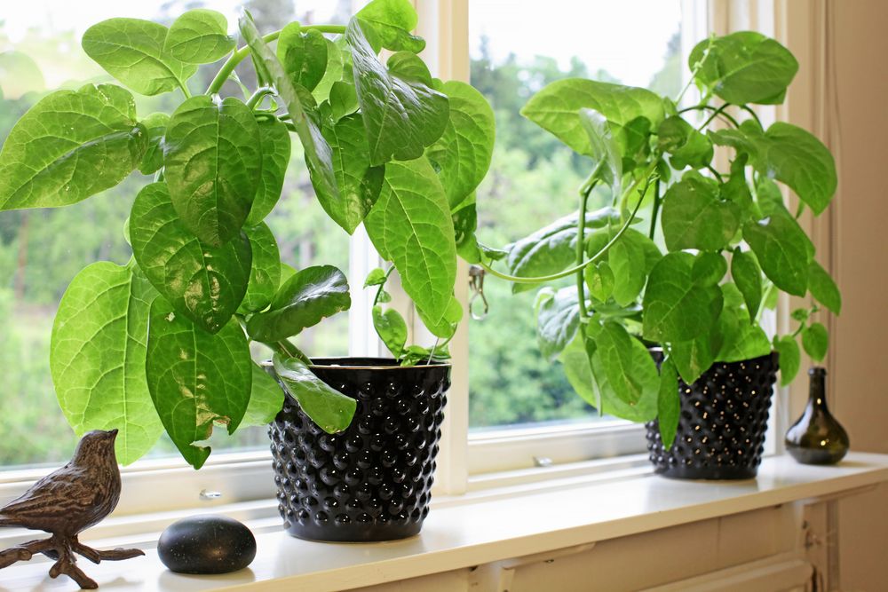 Den vita malabarspenaten (Basella alba) med frodiga blad och rankorna runt ståltrådsstomme.
