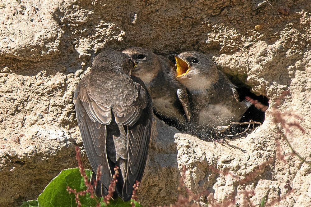 Livligt i sandtaget! Redan första året häckade 14 par, i år över 70 och nästa år hoppas man på 200 fågelpar.