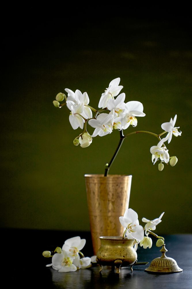 Brudorkidéns blommor svävar högt på tunna stjälkar.
