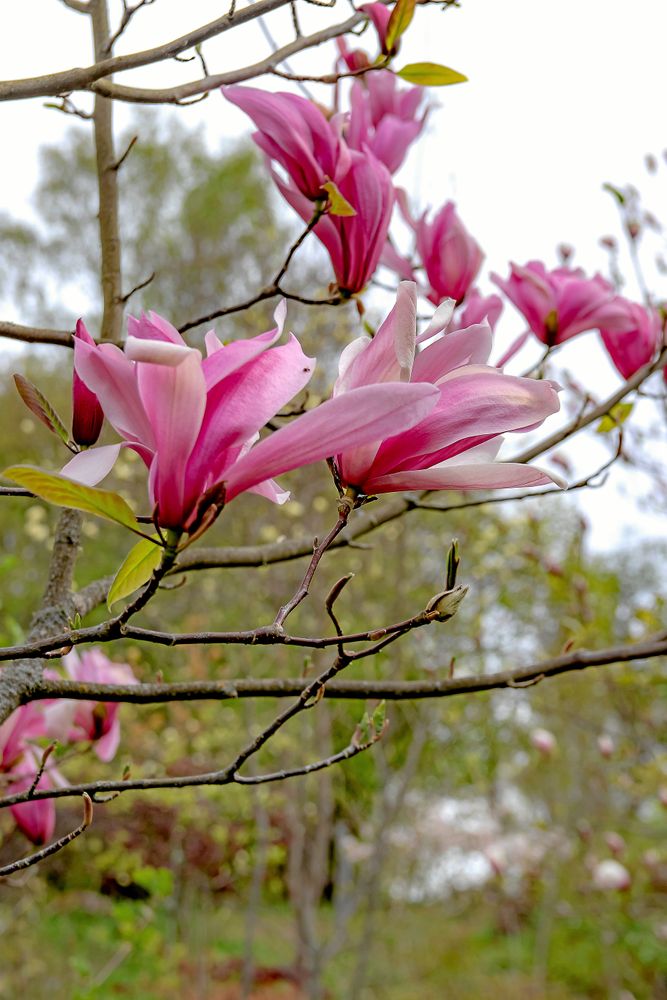 Magnolia hör till de träd som är bäst att beskära under juli–september.