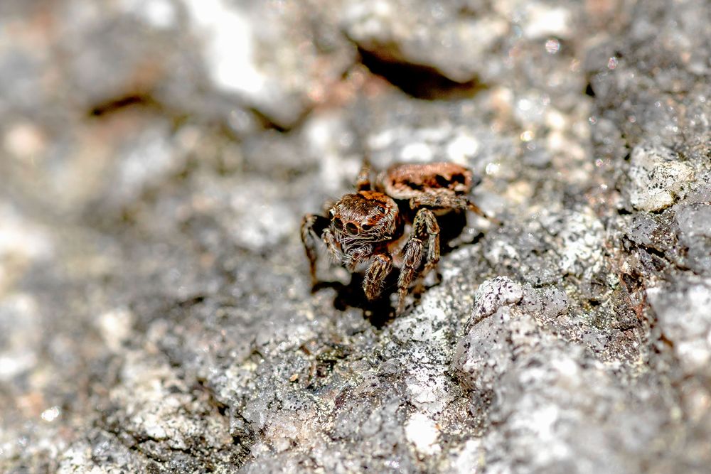 De flesta spindlar är nattaktiva och ser ganska dåligt men hoppspindlar ser mycket bra och jagar på dagen genom att smyga sig på sina byten som en katt.