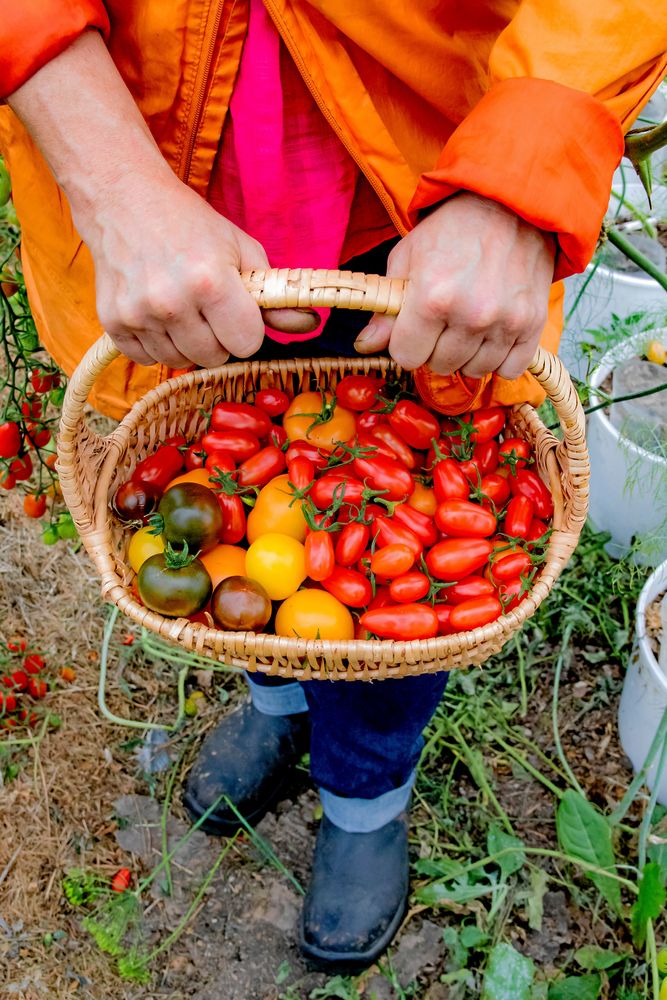 Tomaterna är ett dragplåster på marknader. Adriana har en hel odlingstunnel full med över 70 sorter.