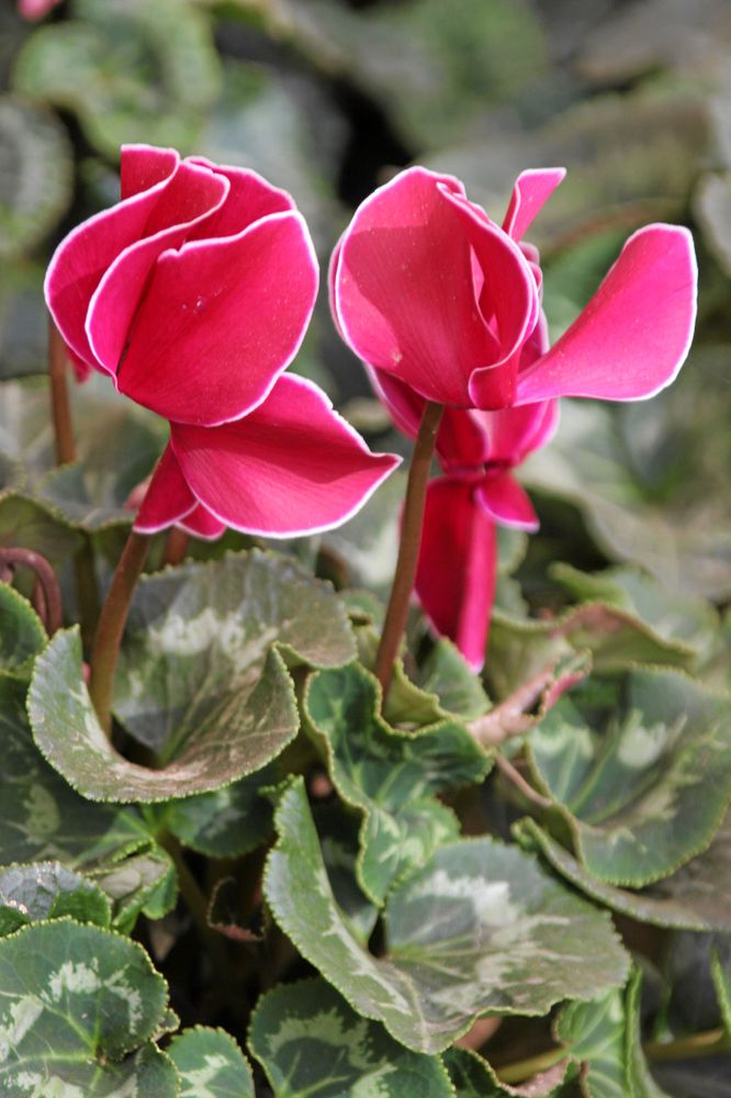 Cyklamen, Cyclamen persicum, finns i drygt tjugo varianter. Foto: IBL