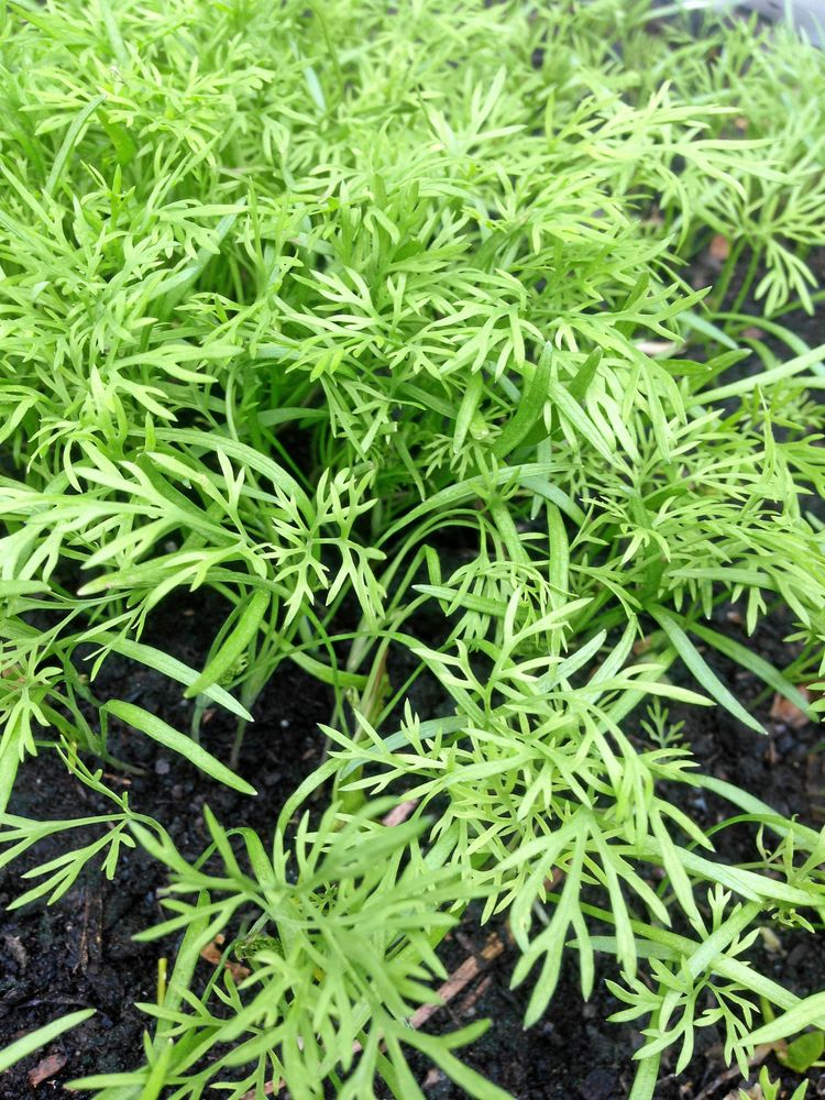 Känslan av att hämta dill från eget land är oslagbar.