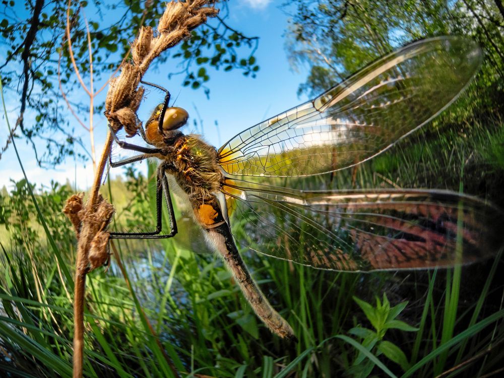 En vuxen trollslända klättrar upp på ett vasstrå.