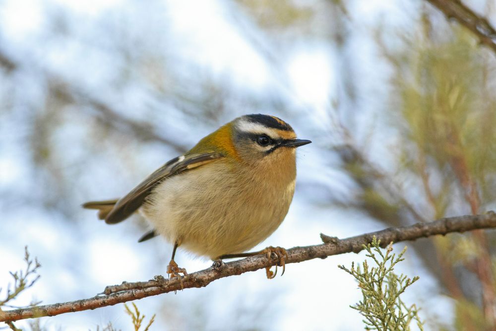 Brandkronad kungsfågel. Det vita fältet ovanför ögat skiljer den från vanlig kungsfågel.