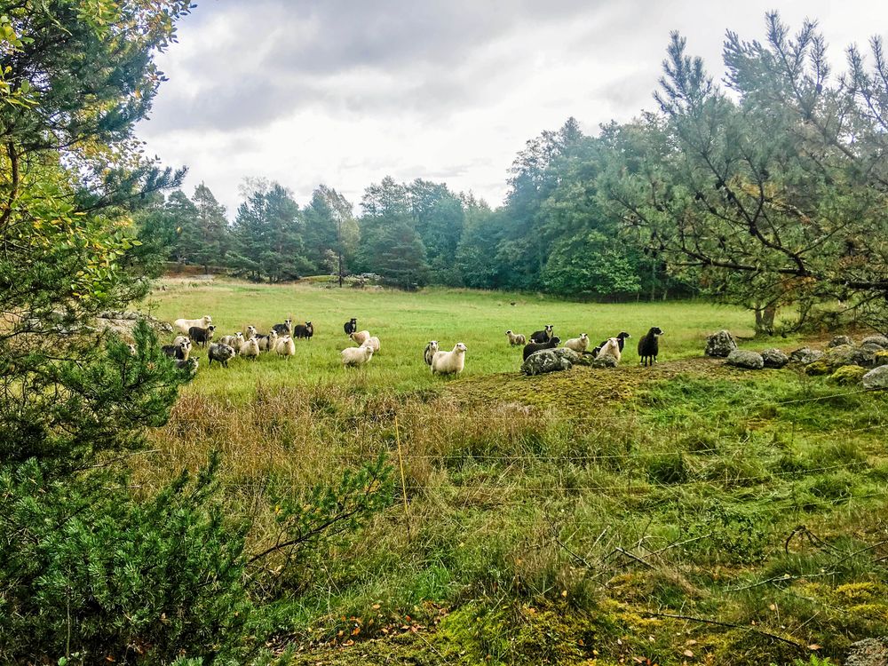 30 hektar ängs- och åkermark behöver hållas öppet med hjälp av betande djur.