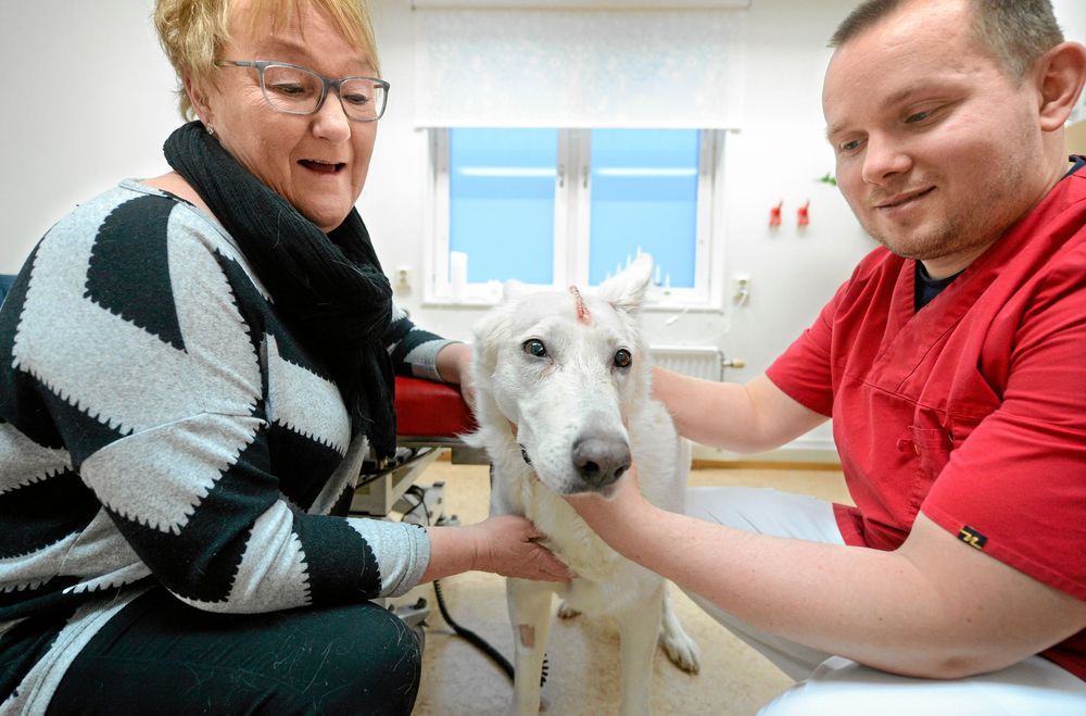 11-åriga, vita herdehunden Peggy Sue har fått en golfbollsstor tumör bortopererad från huvudet. Matte Kristina Henriksson från Kalix tycker det känns skönt att det har gått bra.