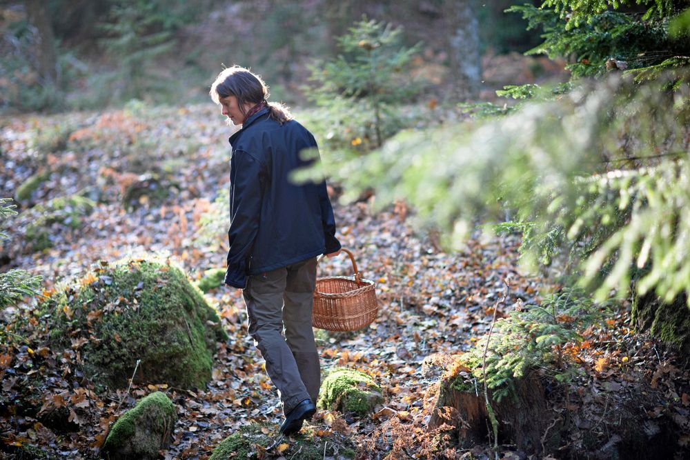 På hösten och under sommaren syns Erika ofta ute i skogen för att plocka blåbär och lingon.