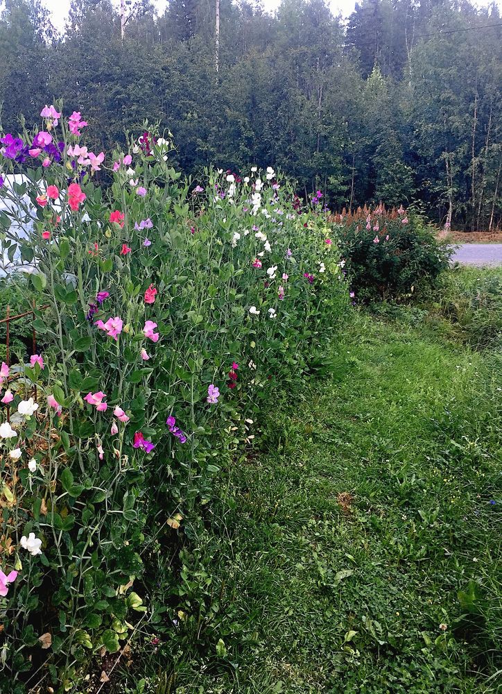 Ewamays luktärtshäck blommar i många färger.