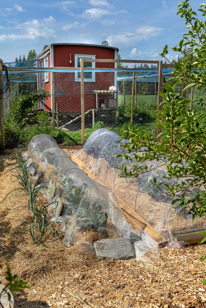 I den nya köksträdgården har Eva och Åke inspirerats av Sara Bäckmo och kör konsekvent med täckodling. Lättgrävt och vackert!