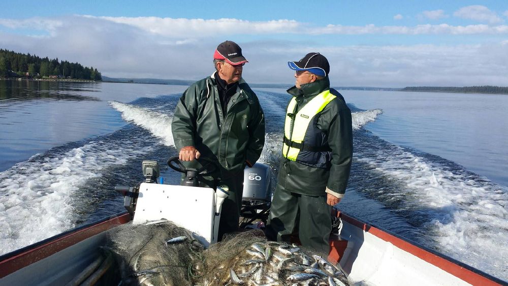 Strömmingen fiskas av byborna själva.