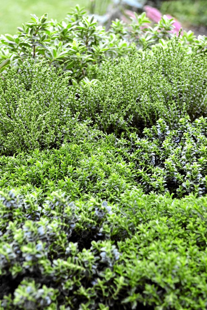 Hebe, Hebe-hybrid, är en grupp städsegröna buskar som i regel står sig fint tills temperaturen kryper under noll. Foto: Blomsterfrämjandet