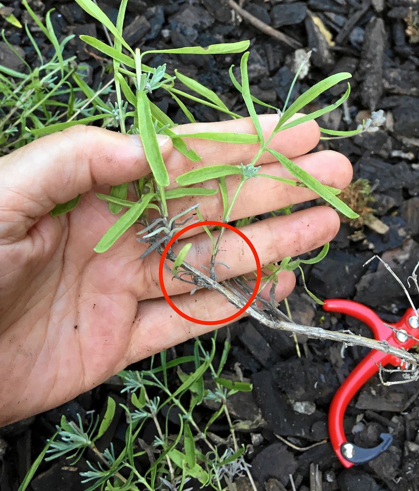 Här sitter den, klacken. Ta tag i sidogrenen och riv av neråt.