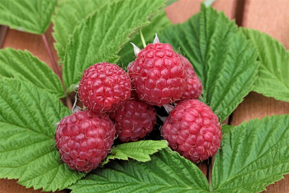 Mormorshallon är en delikatess från Harplinge.