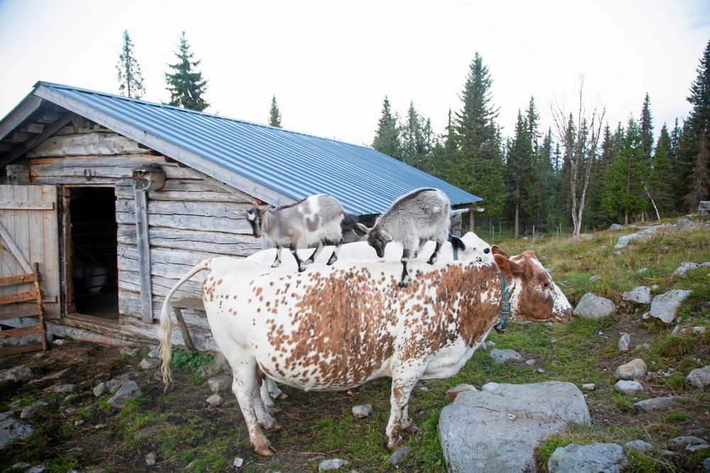 Ledarkon Rut låter tålmodigt de lekfulla killingarna få klättrar upp och ned på hennes rygg.