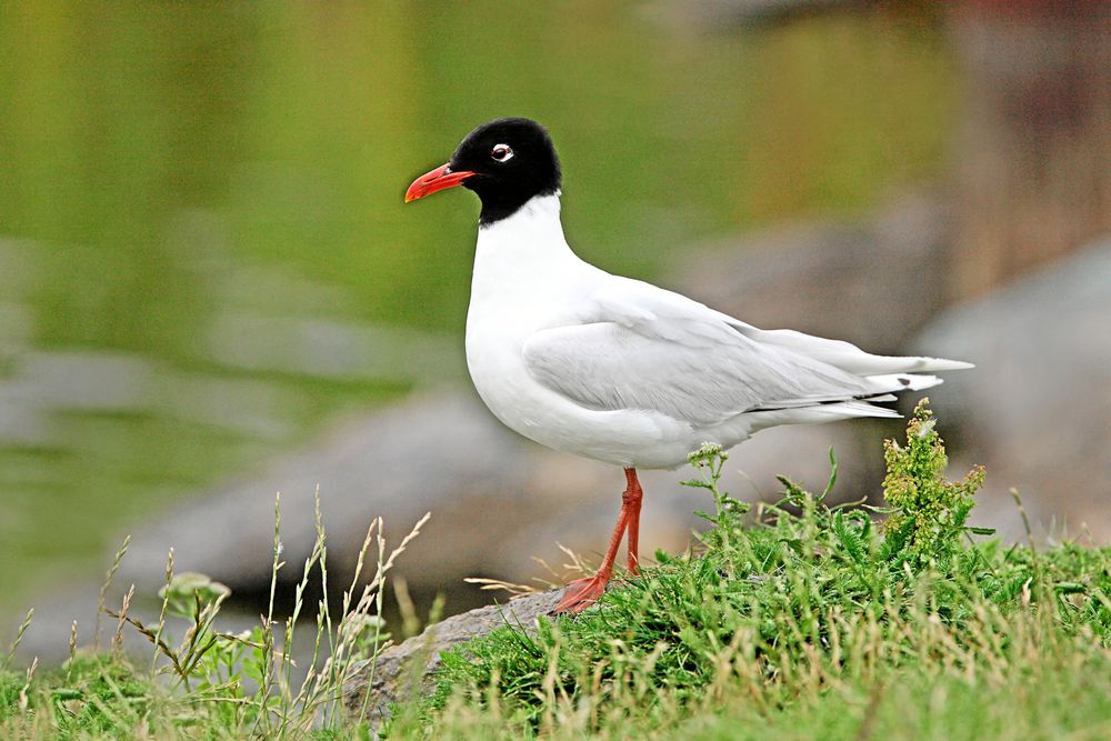 Svarthuvad mås. Kortare och grövre näbb samt vita vingspetsar skiljer den från skrattmåsen.