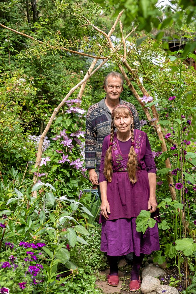 Honungsrosen har nästan blommat över. Egentligen skulle de inte gå här i zon 5 men Monica envisas och fjäskar för sina plantor. I tio år har hon jobbat på honungsrosdrömmen, med väldoftande valv åt alla håll.