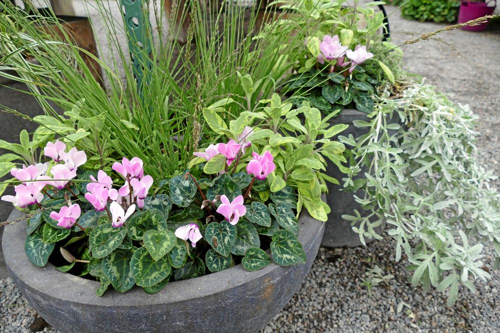 Gräs med knubbig cyklamen.