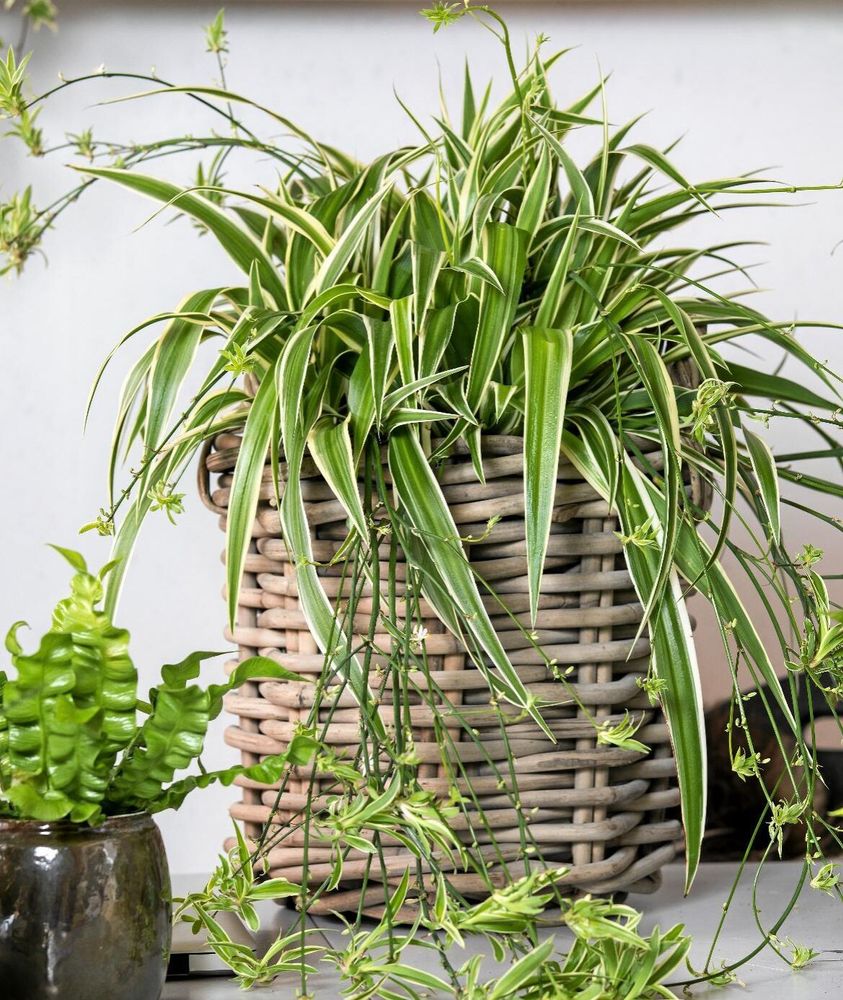 Lite omsorg ger mycket tillbaka när du har en ampellilja.